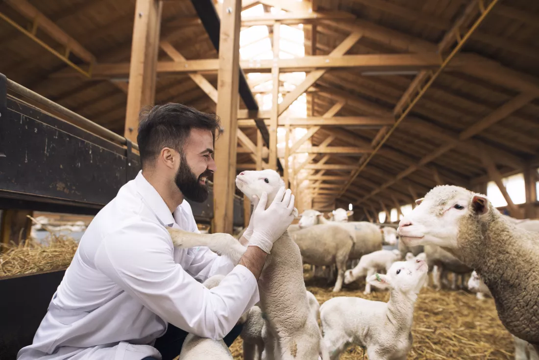 veterinarian-taking-care-lambs-sheep-farm